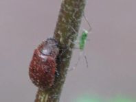 Gonioctena