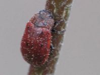 Gonioctena