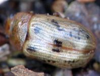 Gonioctena