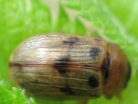 Gonioctena