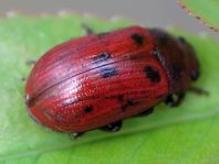 Gonioctena quinquepunctata