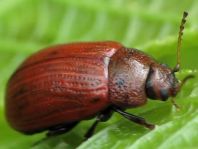 Gonioctena