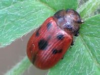 Gonioctena quinquepunctata