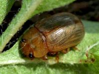 Gonioctena