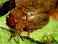 Gonioctena