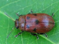 Gonioctena quinquepunctata