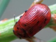 Gonioctena