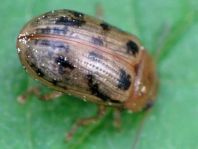 Gonioctena