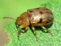 Gonioctena