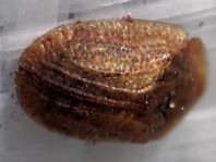 Hypocassida subferruginea