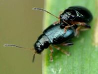 Alticinae