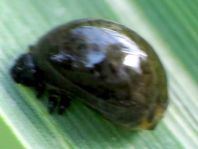 Chrysomelidae