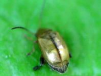 Alticinae