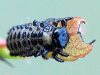 Chrysomelidae, Larve