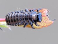 Chrysomelidae, Larve