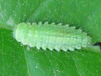 Chrysomelidae, Larve