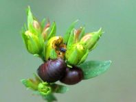 Chrysomelidae, Larve