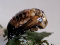 Chrysomelidae