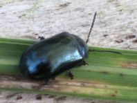 Chrysomelidae