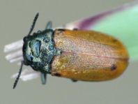 Labidostomis longimana