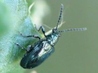cf. Lema cyanella