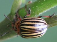 Leptinotarsa decemlineata, Kartoffelkäfer
