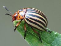 Leptinotarsa decemlineata, Kartoffelkäfer