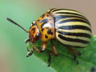 Leptinotarsa decemlineata, Kartoffelkäfer