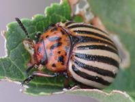 Leptinotarsa decemlineata, Kartoffelkäfer