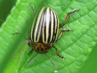 Leptinotarsa decemlineata, Kartoffelkäfer