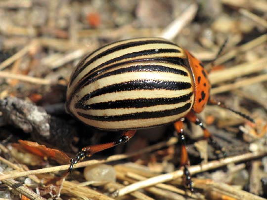 Leptinotarsa decemlineata, Kartoffelkäfer