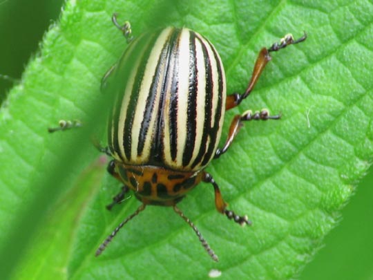Leptinotarsa decemlineata, Kartoffelkäfer
