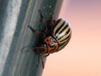 Leptinotarsa decemlineata, Kartoffelkäfer