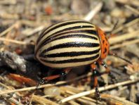 Leptinotarsa decemlineata, Kartoffelkäfer