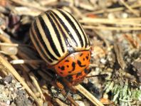 Leptinotarsa decemlineata, Kartoffelkäfer