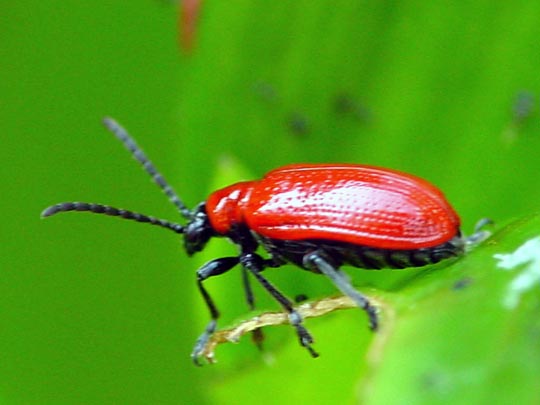 Lilienhänchen, Lilioceris lilii