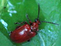 Lilioceris merdigera, Maiglöckchenhähnchen