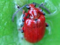 Lilioceris merdigera, Maiglöckchenhähnchen