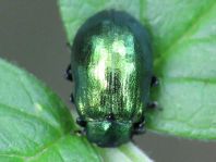 Linaeidea aenea, Erzfarbener Erlenblattkäfer