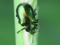 Linaeidea aenea, Erzfarbener Erlenblattkäfer