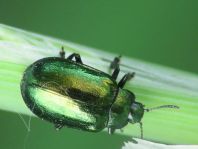 Linaeidea aenea, Erzfarbener Erlenblattkäfer