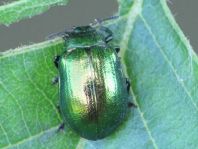 Linaeidea aenea, Erzfarbener Erlenblattkäfer
