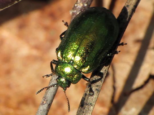 Linaeidea aenea, Erzfarbener Erlenblattkäfer