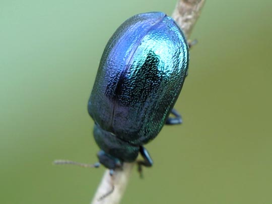 Linaeidea aenea, Erzfarbener Erlenblattkäfer