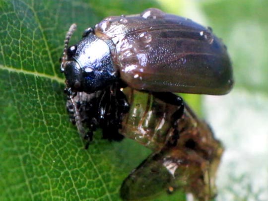 Linaeidea aenea, Erzfarbener Erlenblattkäfe