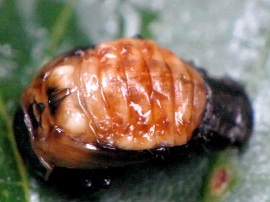 Linaeidea aenea, Erzfarbener Erlenblattkäfe