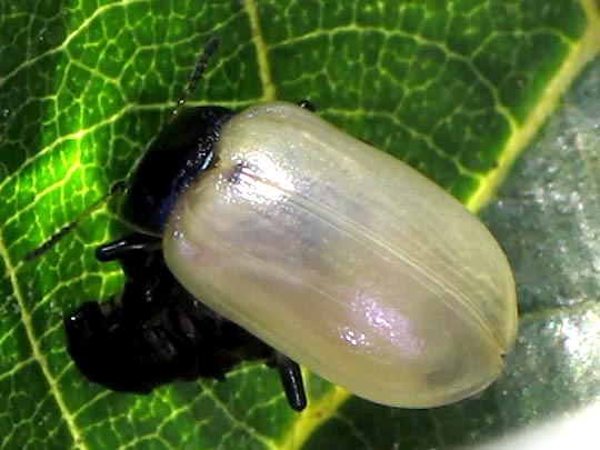 Linaeidea aenea, Erzfarbener Erlenblattkäfe