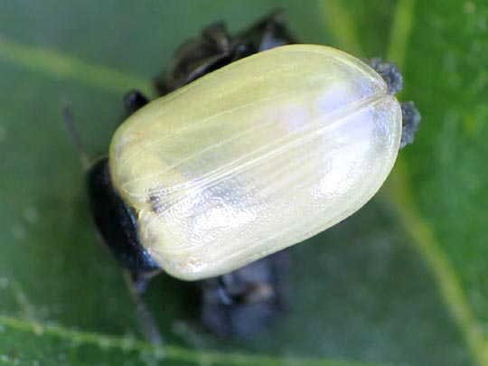 Linaeidea aenea, Erzfarbener Erlenblattkäfe