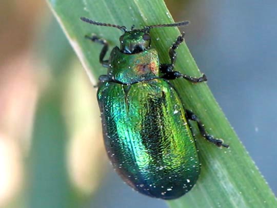Linaeidea aenea, Erzfarbener Erlenblattkäfe
