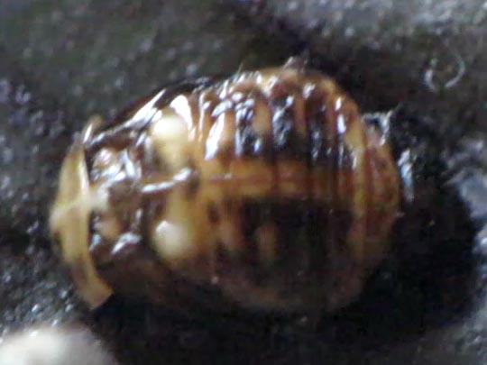 Linaeidea aenea, Erzfarbener Erlenblattkäfe